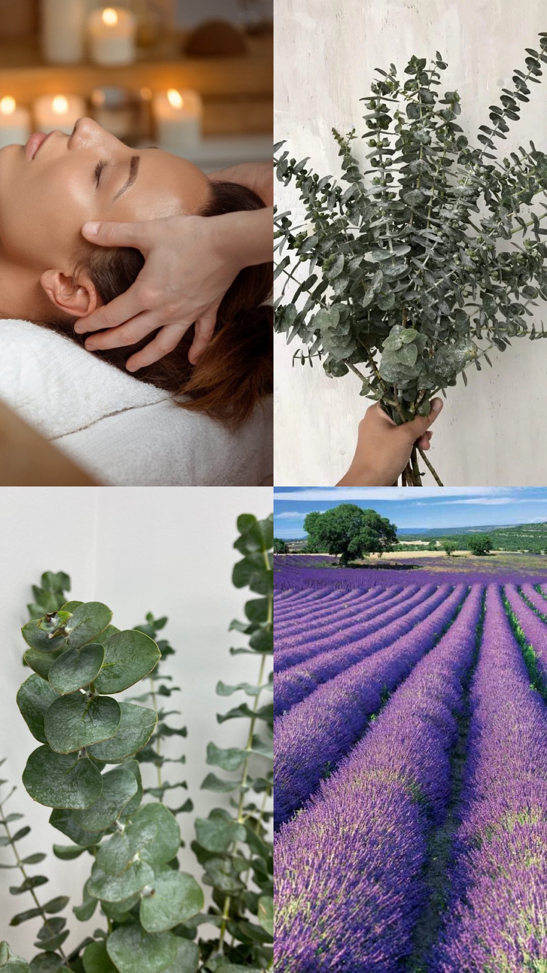 Lavender & Eucalyptus