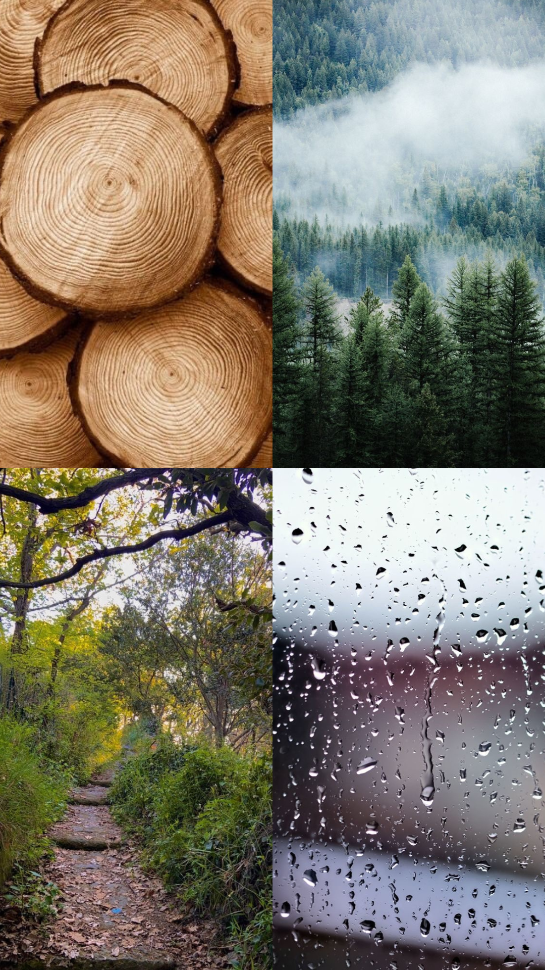 Forêt & Pluie