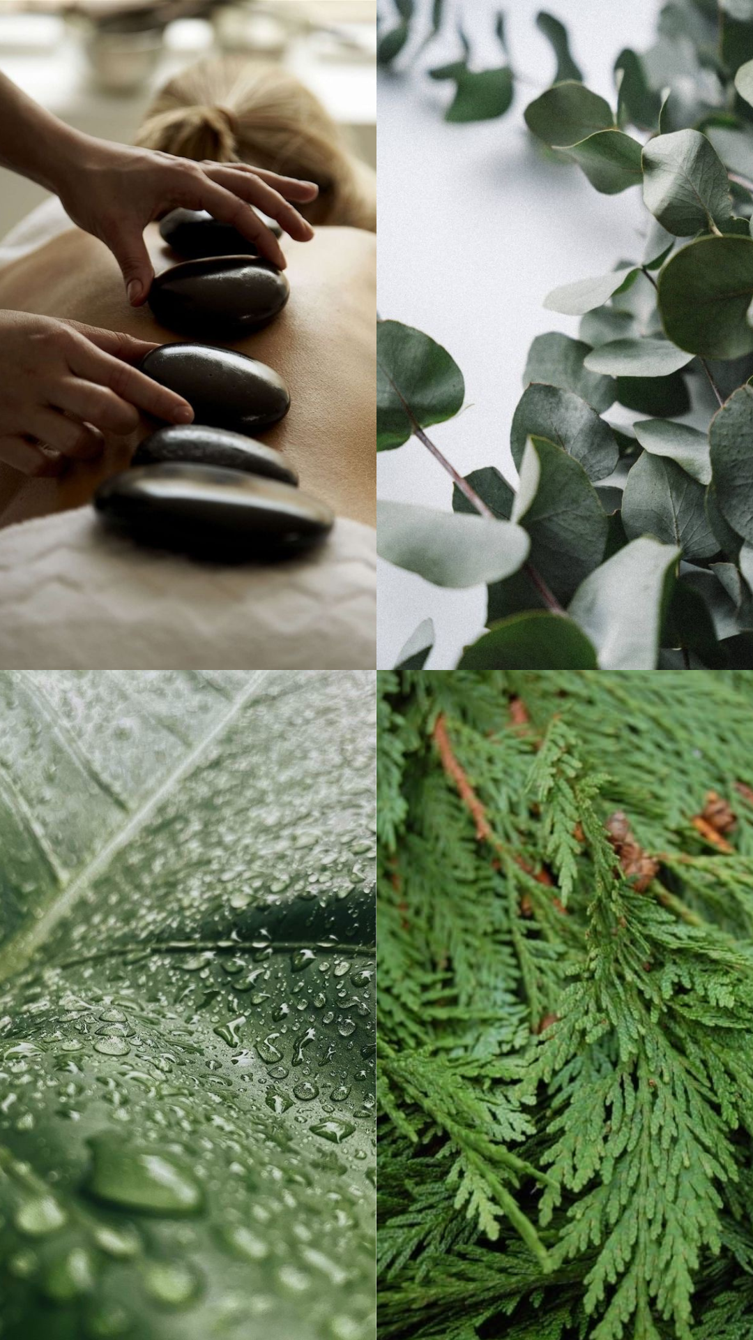 Eucalyptus & Cèdre