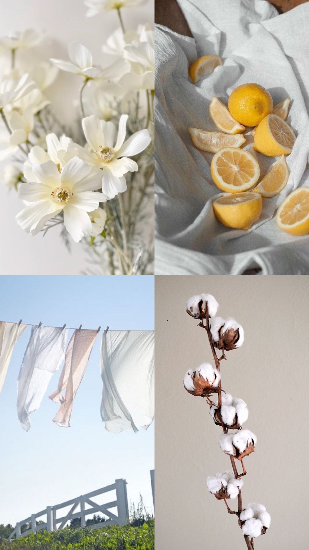 Fresh Cotton & Citrus