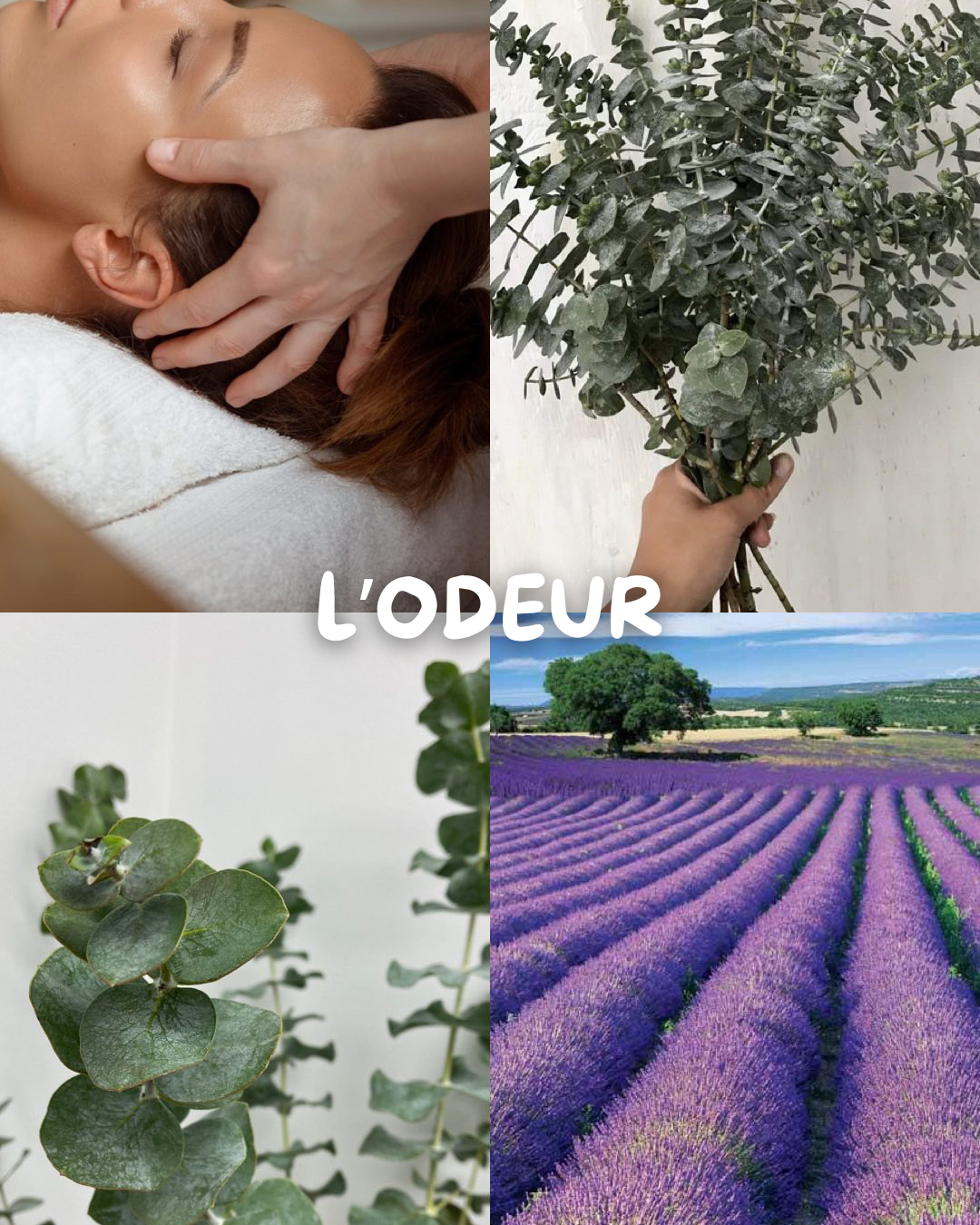 Lavender &amp; Eucalyptus